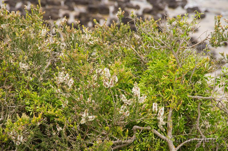 Heathland, Barwon Heads IMGP4408.jpg